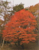 kawautikeikoku1.jpg