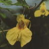 kiturihune1.jpg