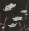 umebatisou1 (1).jpg