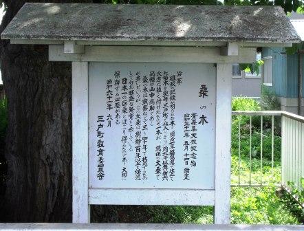 桑の木2