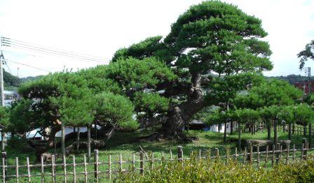 関根の松
